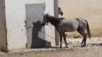 حملة دولية لحماية الحمير والجمال في البتراء