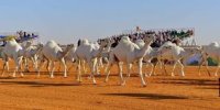 جمال تتنافس في السعودية .. على 55 مليون دولار