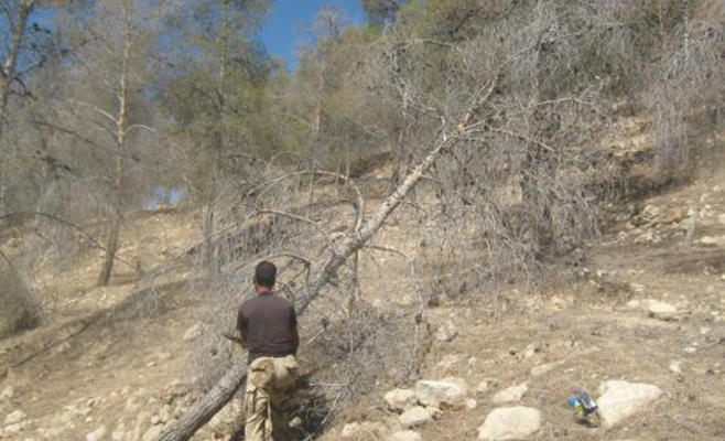 الطفيلة : غابات تواجه خطر الجفاف