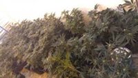 مداهمة مزرعة ومنزل وضبط كميات  من الماريجوانا غرب البلقاء
