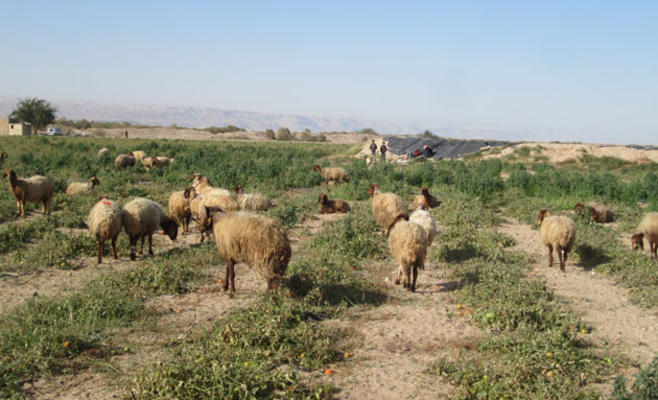 مزارعون الأغوار يبيعون محاصيلهم لمربي الماشية لتوفير نفقات قطافها