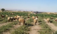 مزارعون الأغوار يبيعون محاصيلهم لمربي الماشية لتوفير نفقات قطافها