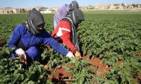 الحكومة ستتراجع عن قرار ضريبة الزراعة