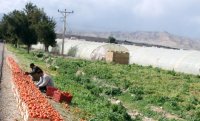 تراجع كميات انتاج الخضار في وادي الاردن