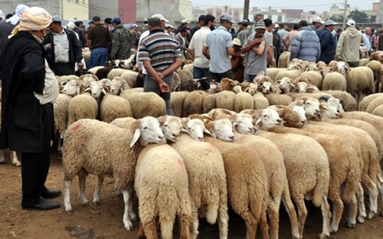 آليات جديدة لاستيراد الأغنام الحية