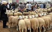 آليات جديدة لاستيراد الأغنام الحية