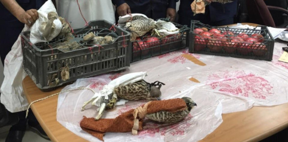 الجمارك تحبط محاولة ادخال صقور جارحة نادرة(صور)