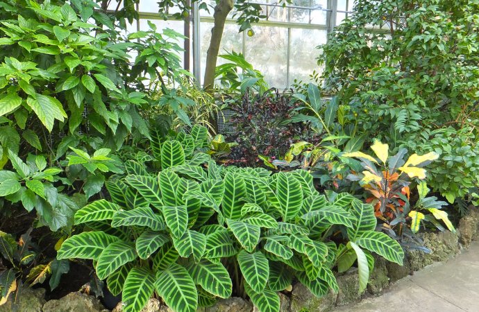 العودات: جولات ميدانية للبحث عن النباتات البرية المهددة بالانقراض