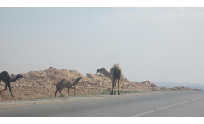 قطعان إبل تؤرق السائقين على طريق (الطفيلة- الحسا)