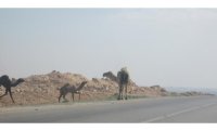 قطعان إبل تؤرق السائقين على طريق (الطفيلة- الحسا)