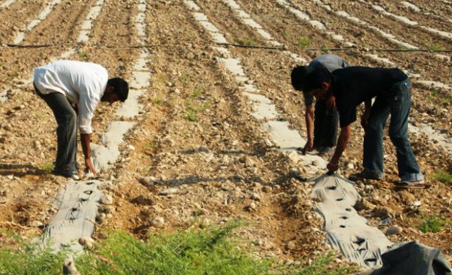 غياب طرق زراعية يسبب متاعب للمزارعين في الاغوار