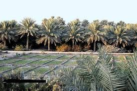 20 مليون دينار دعم للتمور في الأردن