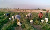 الديون تجبر مزارعين على عدم العمل بالمزارع في وادي الاردن