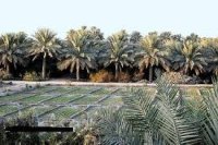 20 مليون دينار دعم للتمور في الأردن