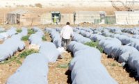 مزارعون يشكون من ‘‘انتشار‘‘ النفايات البلاستيكية في الاغوار