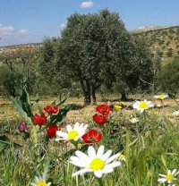 اجواء ربيعية دافئة