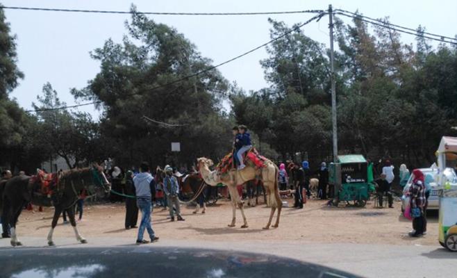 جرش: إغلاق "دبين" أمام المركبات لحماية أشجارها من التدمير