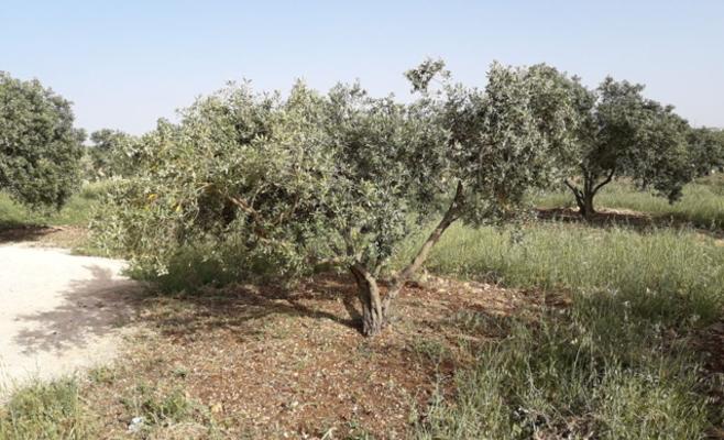 زيتون إربد مهدد جراء عدوى مرض يفتك بأشجاره