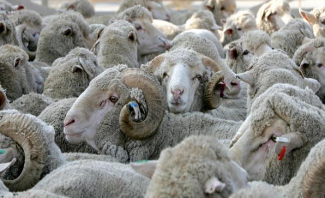 الزراعة تبدأ استقبال طلبات السماح باستيراد الأغنام الحية