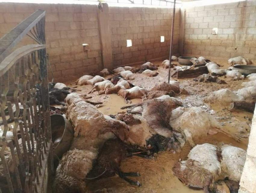بالصور .. نفوق 100 رأس غنم بالمفرق بسبب الامطار