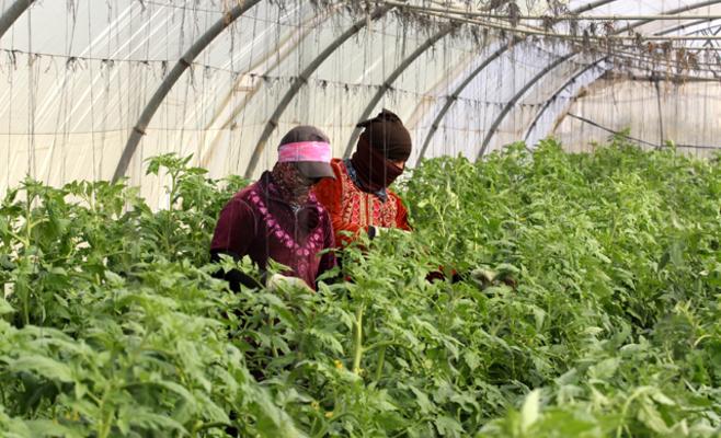 وادي الأردن: مزارعون يعملون بالأجرة بعد بيع مزارعهم بسبب الديون