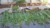 بالصور .. القبض على 700 شتلة من الماريجوانا غرب البلقاء