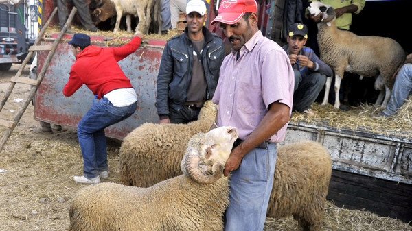 أسعار الأضاحي البلدية
