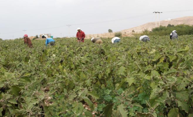 مزارعون: شرط الحكومة إحلال العمالة المحلية بدل الوافدة بالزراعة تعجيزي