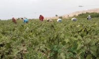 مزارعون: شرط الحكومة إحلال العمالة المحلية بدل الوافدة بالزراعة تعجيزي