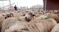 نصائح من "الغذاء والدواء" للمواطنين لاختيار أضحية سليمة