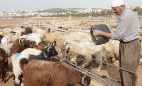 انخفاض أسعار المواشي قبل العيد يكبد مربيها خسائر مالية
