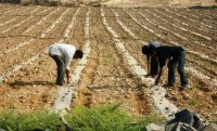 إقبال ضعيف في "وادي الأردن" على تجهيز الأراضي الزراعية