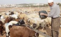 انخفاض أسعار المواشي قبل العيد يكبد مربيها خسائر مالية