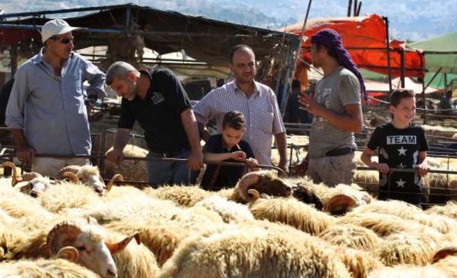 خراف بلدية تتنكر بشكل المستورد لمجاراة تزايد الطلب على‘‘الأجنبي‘‘