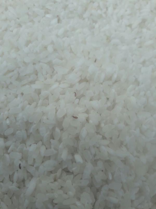 مجددا .. حشرات داخل كيس أرز في الرصيفة