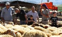 خراف بلدية تتنكر بشكل المستورد لمجاراة تزايد الطلب على‘‘الأجنبي‘‘