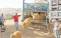 تجار: سعر الأضحية البلدية انخفض 100 دينار عن العام الماضي