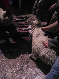 930 رأس غنم وبقر ذبحيات مسلخ الامانة خلال العيد