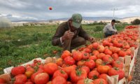 وادي الأردن: نقص العمالة الوافدة يفاقم أوضاع القطاع الزراعي