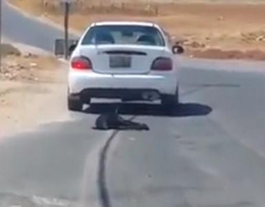 بالفيديو .. سائق يسحب كلبا بمركبته في عمان