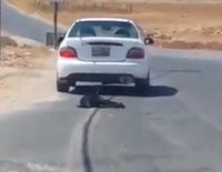 بالفيديو .. سائق يسحب كلبا بمركبته في عمان