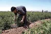 "الشراكة الزراعي" يطالب بشمول باقي مستلزمات الإنتاج بالاعفاءات