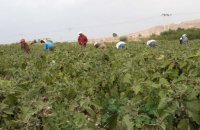 الكرك: القطاع الزراعي يثمن اعفاء مدخلات انتاجه من الضريبة