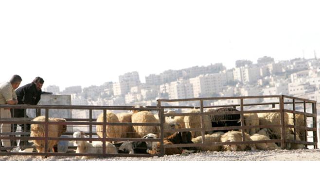 مربو الثروة الحيوانية يشكون إغراق السوق بـ‘‘المستورد‘‘ وتراجع الأسعار