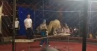 بالفيديو... لبوة تنقض على طفلة خلال عرض "سيرك"