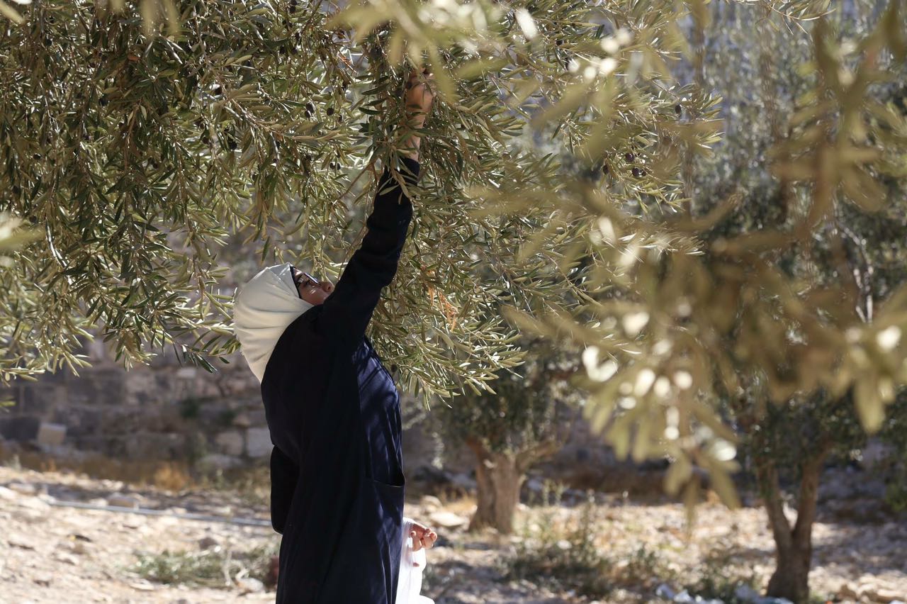 الأردن يقطف زيتونه.. توقعات بموسم مزدهر