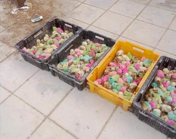 طيور مريضة تباع على أبواب المدارس في عمّان