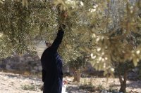 الأردن يقطف زيتونه.. توقعات بموسم مزدهر