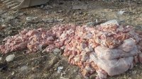 ضبط طن من الدجاج الفاسد في مأدبا