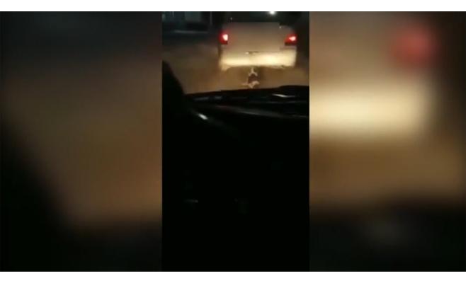 الزرقاء: القبض على شخص سحل كلبا بعد ربطه بسيارته